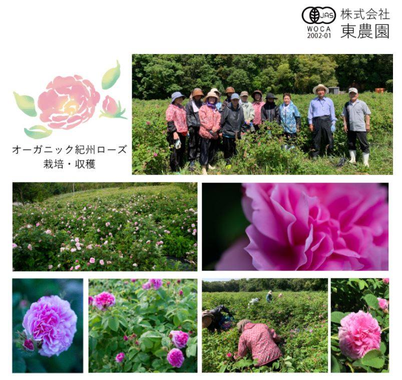 薔薇の花の画像